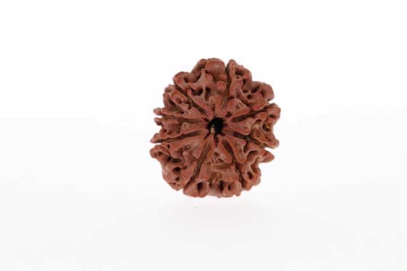 8 Mukhi Rudraksha -3.01 Grams Weight - Origin - Nepal