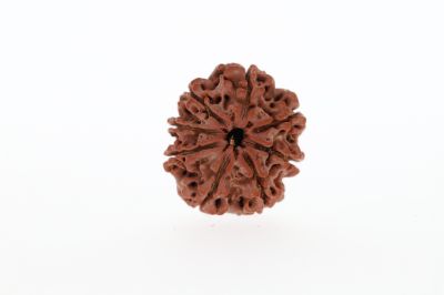 8 Mukhi Rudraksha -3.01 Grams Weight - Origin - Nepal