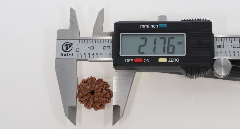 8 Mukhi Rudraksha -3.01 Grams Weight - Origin - Nepal