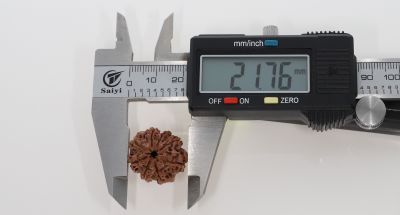 8 Mukhi Rudraksha -3.01 Grams Weight - Origin - Nepal
