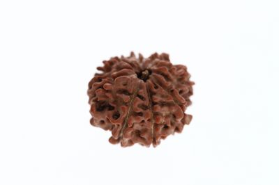 8 Mukhi Rudraksha - 2.95 Grams Weight - Origin - Nepal