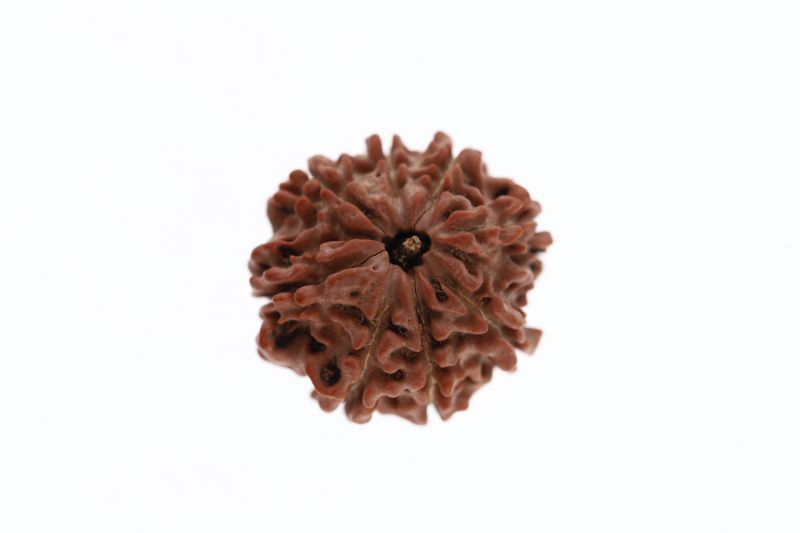 8 Mukhi Rudraksha - 2.95 Grams Weight - Origin - Nepal