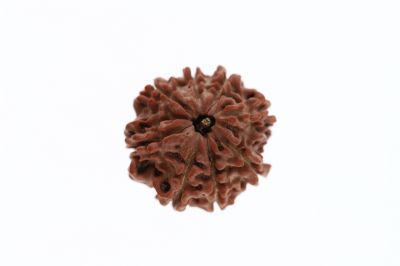 8 Mukhi Rudraksha - 2.95 Grams Weight - Origin - Nepal