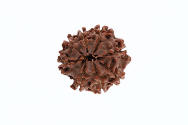 8 Mukhi Rudraksha - 2.95 Grams Weight - Origin - Nepal