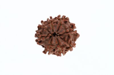 8 Mukhi Rudraksha - 2.95 Grams Weight - Origin - Nepal