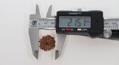 8 Mukhi Rudraksha - 2.95 Grams Weight - Origin - Nepal