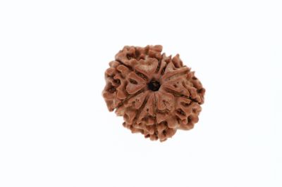 8 Mukhi Rudraksha - 2.85 Grams Weight - Origin - Nepal