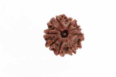 Rudraksha 8 Mukhi Brown - 3.27 Grams Weight - Origin - Nepal