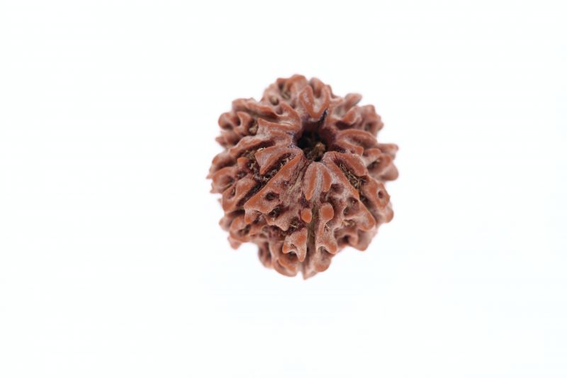 Rudraksha 8 Mukhi Brown - 3.50 Grams Weight - Origin - Nepal