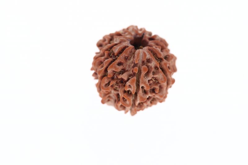 Rudraksha 8 Mukhi Brown - 3.50 Grams Weight - Origin - Nepal