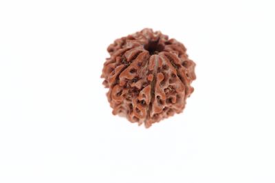 Rudraksha 8 Mukhi Brown - 3.50 Grams Weight - Origin - Nepal