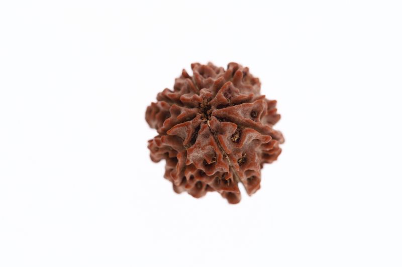 Rudraksha 8 Mukhi Brown - 3.50 Grams Weight - Origin - Nepal