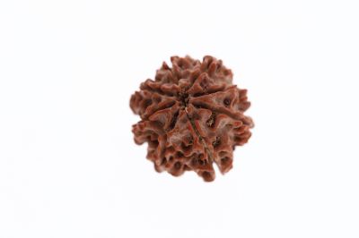 Rudraksha 8 Mukhi Brown - 3.50 Grams Weight - Origin - Nepal