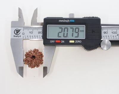 Rudraksha 8 Mukhi Brown - 3.50 Grams Weight - Origin - Nepal