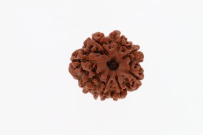 Rudraksha 8 Mukhi Brown - 3.37 Grams Weight - Origin - Nepal