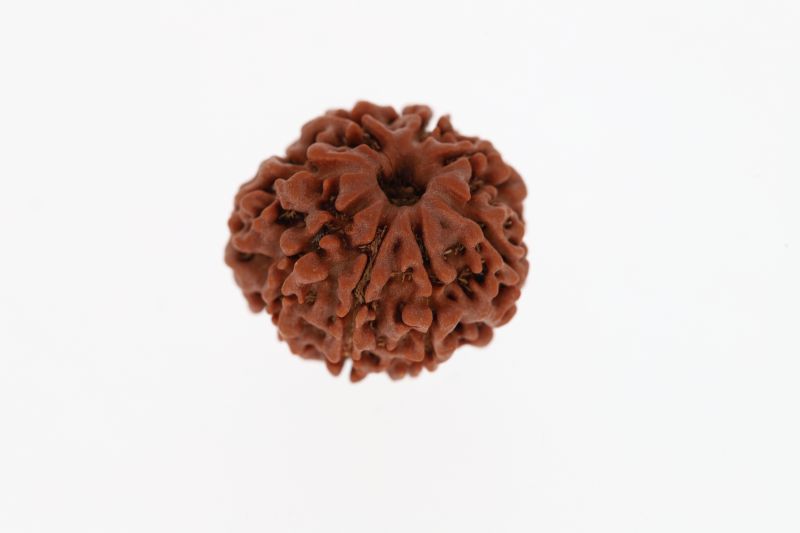 Rudraksha 8 Mukhi Brown - 3.37 Grams Weight - Origin - Nepal