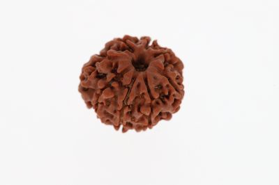 Rudraksha 8 Mukhi Brown - 3.37 Grams Weight - Origin - Nepal