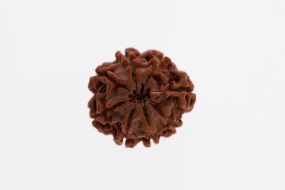 Rudraksha 8 Mukhi Brown - 3.37 Grams Weight - Origin - Nepal