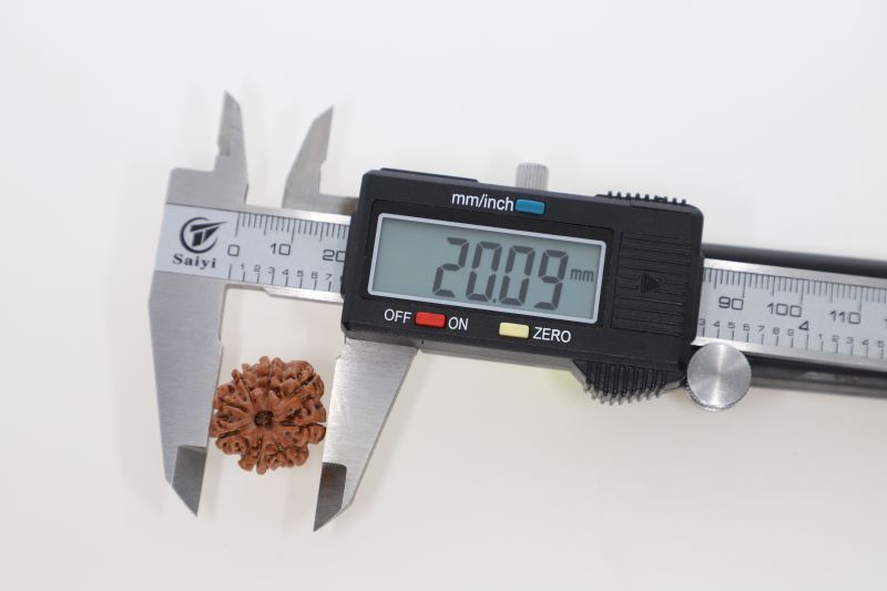 Rudraksha 8 Mukhi Brown - 3.37 Grams Weight - Origin - Nepal