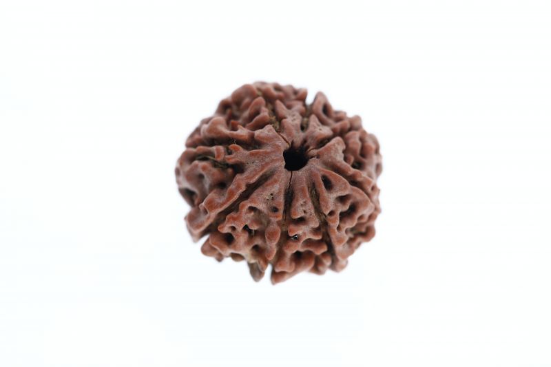 Rudraksha 8 Mukhi Brown - 3.39 Grams Weight - Origin - Nepal