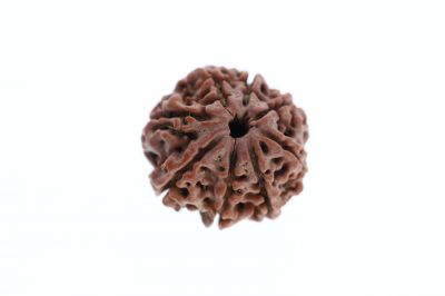 Rudraksha 8 Mukhi Brown - 3.39 Grams Weight - Origin - Nepal