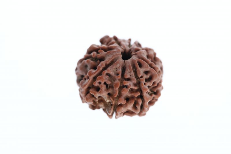 Rudraksha 8 Mukhi Brown - 3.39 Grams Weight - Origin - Nepal