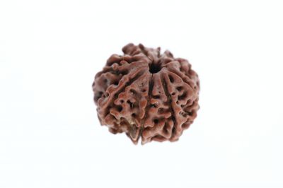 Rudraksha 8 Mukhi Brown - 3.39 Grams Weight - Origin - Nepal