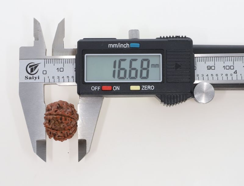 Rudraksha 8 Mukhi Brown - 3.39 Grams Weight - Origin - Nepal