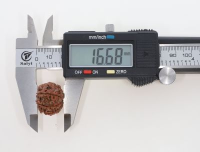 Rudraksha 8 Mukhi Brown - 3.39 Grams Weight - Origin - Nepal