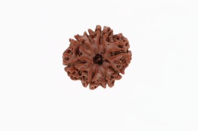 Rudraksha 8 Mukhi Brown - 3.33 Grams Weight - Origin - Nepal