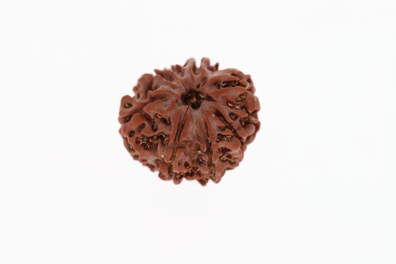 Rudraksha 8 Mukhi Brown - 3.33 Grams Weight - Origin - Nepal