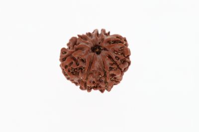 Rudraksha 8 Mukhi Brown - 3.33 Grams Weight - Origin - Nepal