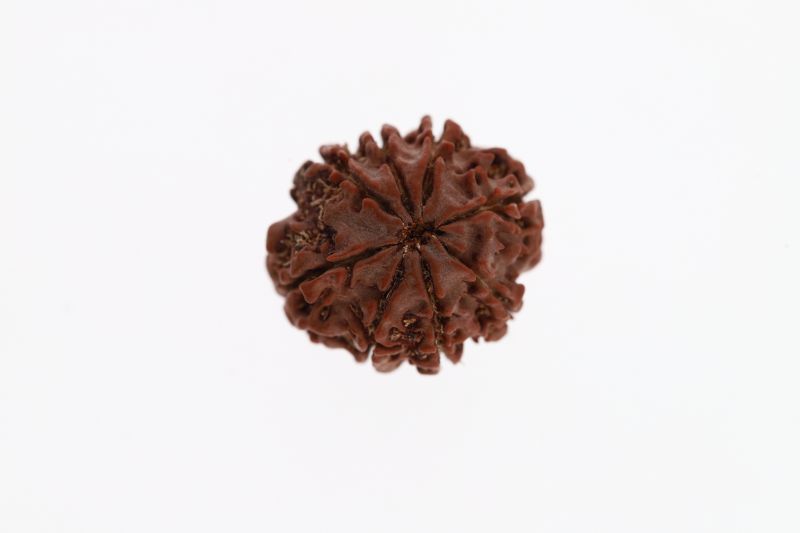 Rudraksha 8 Mukhi Brown - 3.33 Grams Weight - Origin - Nepal