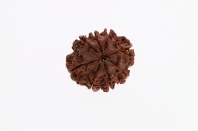 Rudraksha 8 Mukhi Brown - 3.33 Grams Weight - Origin - Nepal
