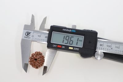 Rudraksha 8 Mukhi Brown - 3.33 Grams Weight - Origin - Nepal