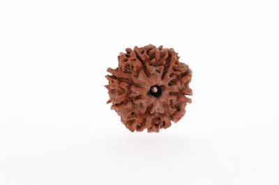 Rudraksha 8 Mukhi Brown - 2.95 Grams Weight - Origin - Nepal