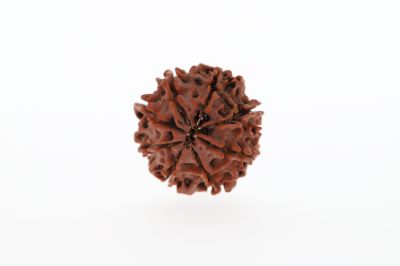 Rudraksha 8 Mukhi Brown - 2.95 Grams Weight - Origin - Nepal