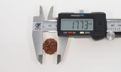 Rudraksha 8 Mukhi Brown - 2.95 Grams Weight - Origin - Nepal