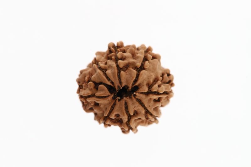 Rudraksha 8 Mukhi Brown - 2.72 Grams Weight - Origin - Nepal