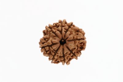 Rudraksha 8 Mukhi Brown - 2.72 Grams Weight - Origin - Nepal