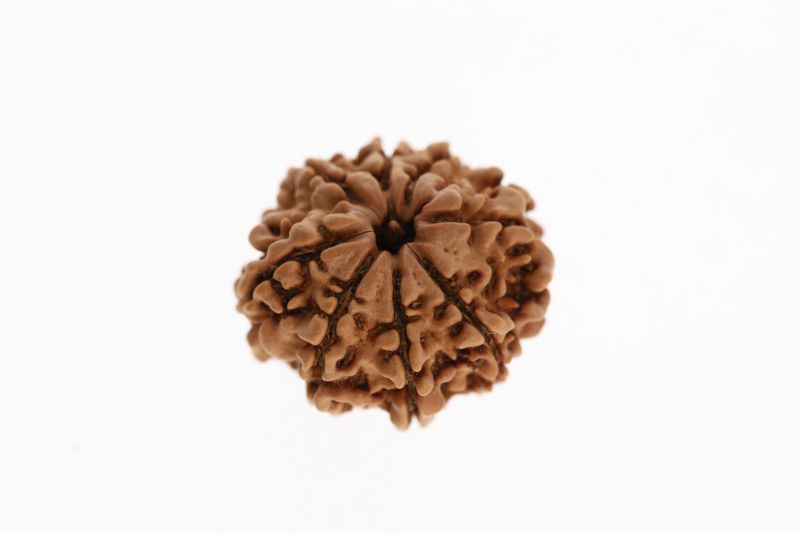 Rudraksha 8 Mukhi Brown - 2.72 Grams Weight - Origin - Nepal