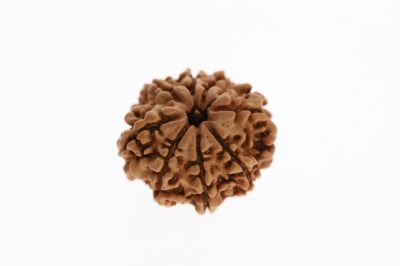 Rudraksha 8 Mukhi Brown - 2.72 Grams Weight - Origin - Nepal