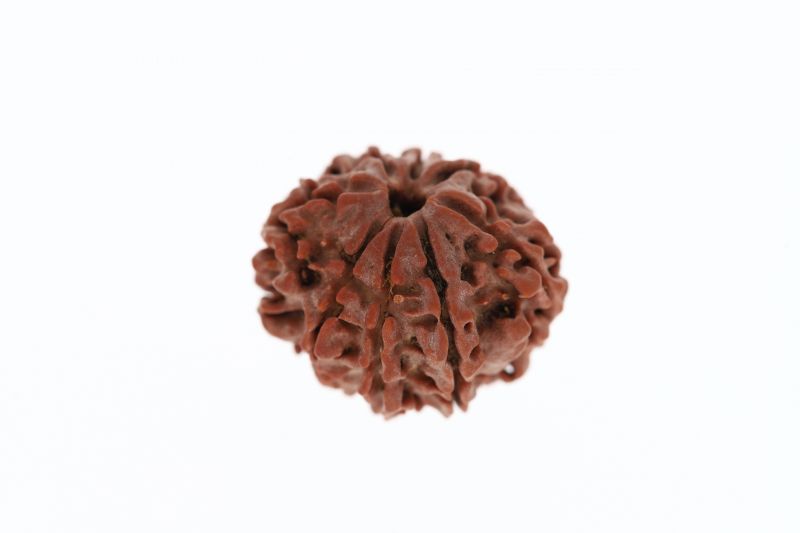 Rudraksha 8 Mukhi Brown - 3.00 Grams Weight - Origin - Nepal