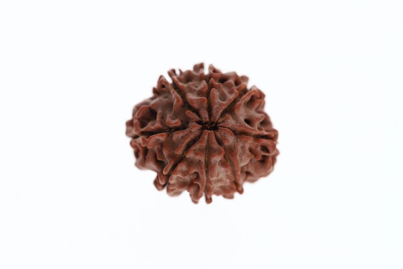 Rudraksha 8 Mukhi Brown - 3.00 Grams Weight - Origin - Nepal