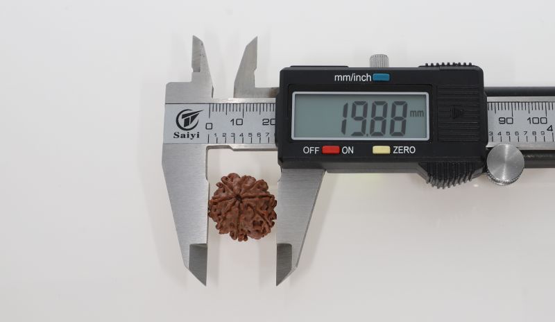 Rudraksha 8 Mukhi Brown - 3.00 Grams Weight - Origin - Nepal