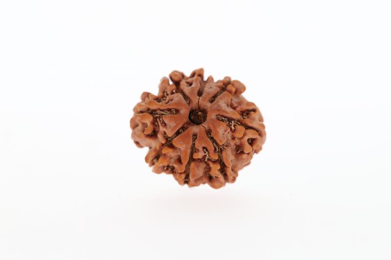8 Mukhi Rudraksha - 3.14 Grams Weight - Origin - Nepal
