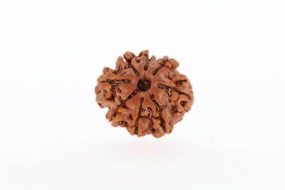8 Mukhi Rudraksha - 3.14 Grams Weight - Origin - Nepal