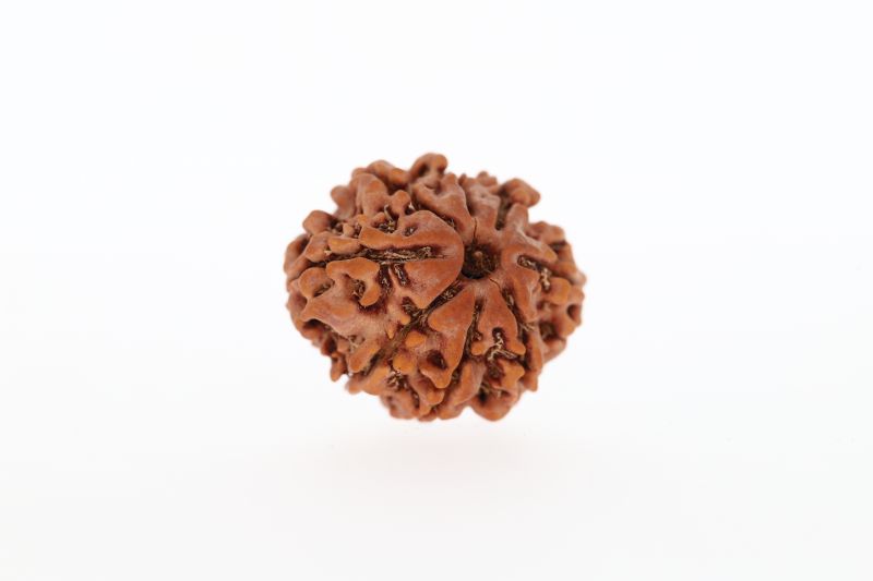 8 Mukhi Rudraksha - 3.14 Grams Weight - Origin - Nepal