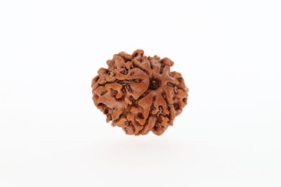 8 Mukhi Rudraksha - 3.14 Grams Weight - Origin - Nepal