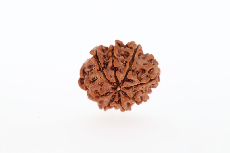 8 Mukhi Rudraksha - 3.14 Grams Weight - Origin - Nepal